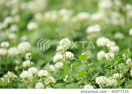 One-sided white claughtus 40977335