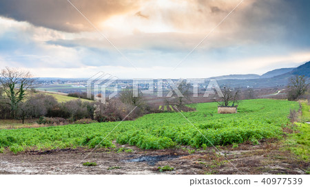 gardens and vineyards in Alsace in winter gardens and vineyards in Alsace in winter 40977539