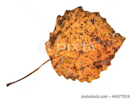 back side of broken autumn fallen leaf of aspen back side of broken autumn fallen leaf of aspen 40977858
