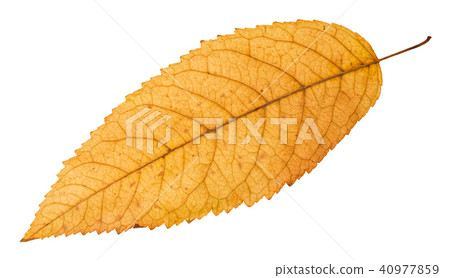 back side of fallen yellow leaf of ash tree back side of fallen yellow leaf of ash tree 40977859