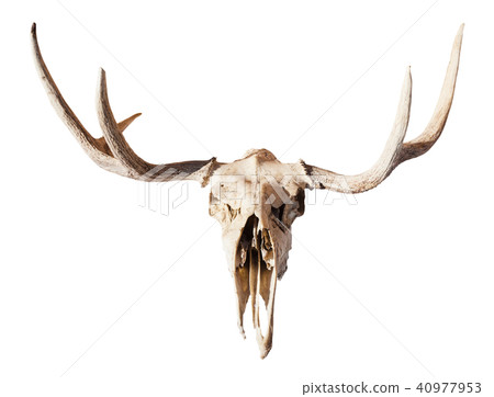 front view of skull of young moose animal isolated 40977953