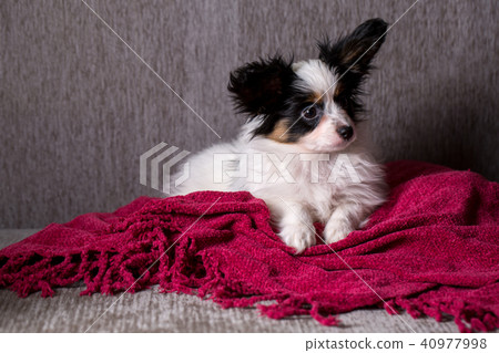 Puppy breed papillon Puppy breed papillon 40977998