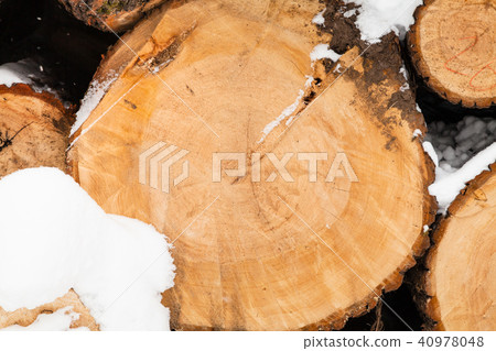 sawed tree trunk in winter 40978048
