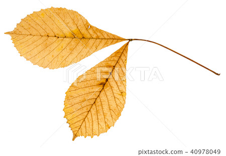 back side of twig with two leaves of buckeye 40978049