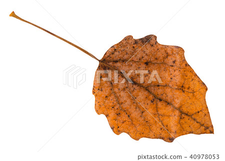 back side of fallen brown leaf of aspen tree back side of fallen brown leaf of aspen tree 40978053