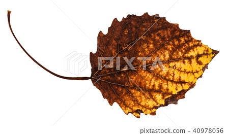 decayed dried leaf of aspen tree isolated 40978056