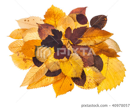pile of various autumn fallen leaves isolated pile of various autumn fallen leaves isolated 40978057
