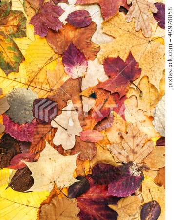 autumn background from various multicolor leaves 40978058