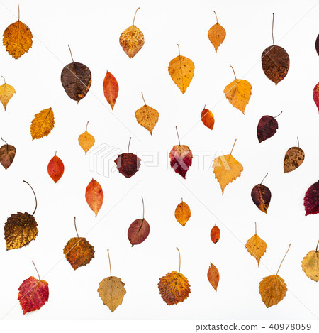 pattern from various fallen autumn leaves on white 40978059