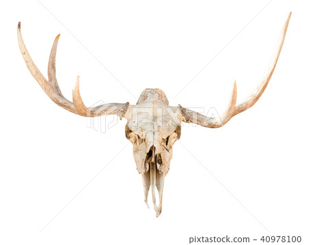 front view of skull of young elk animal isolated front view of skull of young elk animal isolated 40978100