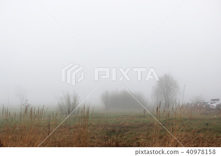 little tree and bush in the fog in a vacant lot in the spring early in the morning. little tree and bush in the fog in a vacant lot in the spring early in the morning. 40978158