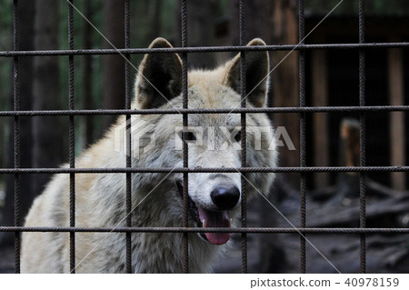Polar wolf behind bars, summer color Canis lupus tundrarum. Breeding Kennel for wolves and wolf-dog Polar wolf behind bars, summer color Canis lupus tundrarum. Breeding Kennel for wolves and wolf-dog 40978159