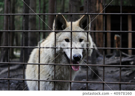 Polar wolf behind bars, summer color Canis lupus tundrarum. Breeding Kennel for wolves and wolf-dog Polar wolf behind bars, summer color Canis lupus tundrarum. Breeding Kennel for wolves and wolf-dog 40978160