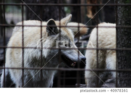 Polar wolf behind bars, summer color Canis lupus tundrarum. Breeding Kennel for wolves and wolf-dog 40978161