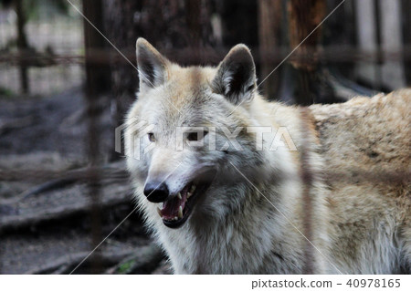 Polar wolf behind bars, summer color Canis lupus tundrarum. Breeding Kennel for wolves and wolf-dog Polar wolf behind bars, summer color Canis lupus tundrarum. Breeding Kennel for wolves and wolf-dog 40978165