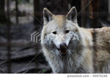 Polar wolf behind bars, summer color Canis lupus tundrarum. Breeding Kennel for wolves and wolf-dog Polar wolf behind bars, summer color Canis lupus tundrarum. Breeding Kennel for wolves and wolf-dog 40978166