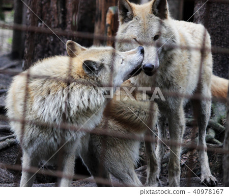 Polar wolf behind bars, summer color Canis lupus tundrarum. Breeding Kennel for wolves and wolf-dog Polar wolf behind bars, summer color Canis lupus tundrarum. Breeding Kennel for wolves and wolf-dog 40978167