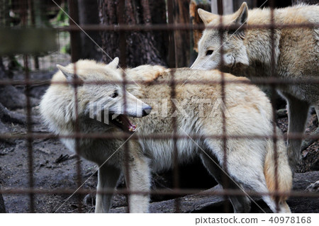 Polar wolf behind bars, summer color Canis lupus tundrarum. Breeding Kennel for wolves and wolf-dog Polar wolf behind bars, summer color Canis lupus tundrarum. Breeding Kennel for wolves and wolf-dog 40978168