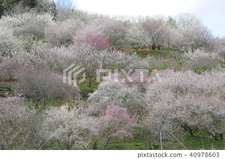 Plum spots that represent Okayama prefecture Tsuyama city Umeanosato Park 40978603