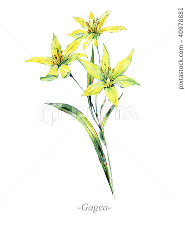 Watercolor summer medicinal flowers, Gagea plant 40978881