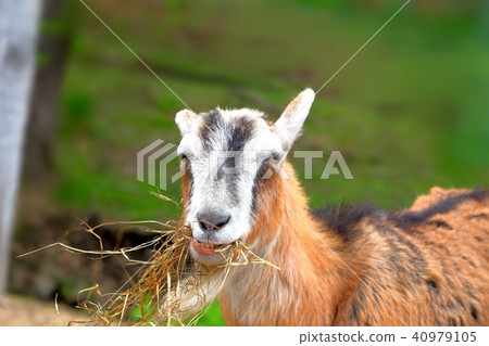 山羊吃乾草 山羊吃乾草 40979105