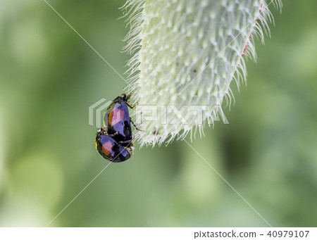 Ladybug 40979107