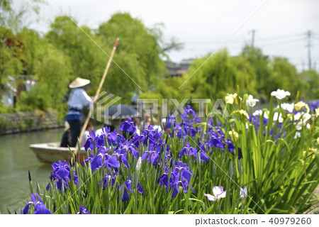 Yanagawa City Landscape Downhill river iris 40979260