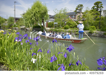 Yanagawa City Landscape Downhill river iris 40979269