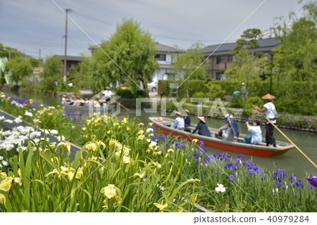 Yanagawa City Landscape Downhill river iris Yanagawa City Landscape Downhill river iris 40979284