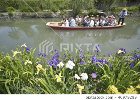 Yanagawa City Landscape Downhill river iris Yanagawa City Landscape Downhill river iris 40979289
