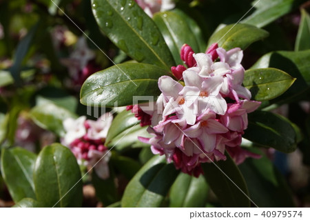 下沉的花 下沉的花 40979574