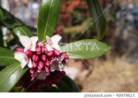 Sinking flower 40979623