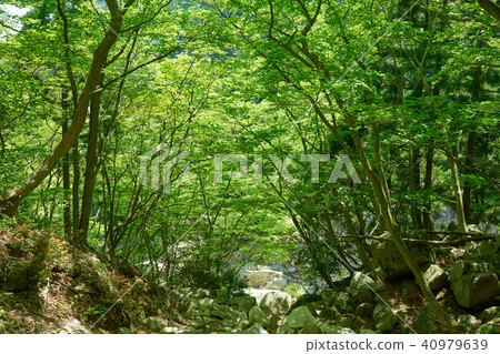 從Omikaden登山路的看法 40979639