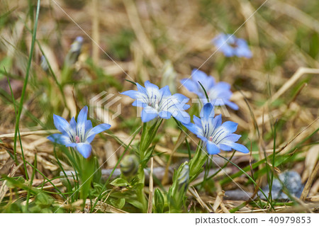 Tateyama Gentian Tateyama Gentian 40979853