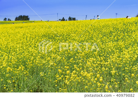 宮城縣三培向日葵山強姦花節sanbongi油菜花festiv 40979882