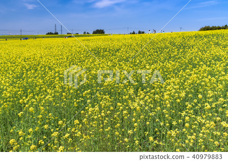 Miyagi prefecture Sanpei Sunflower Hill Rape Flower Festival sanbongi canola flower festiv 40979883