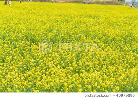 宮城縣三培向日葵山強姦花節sanbongi油菜花festiv 照片素材 圖片 圖庫