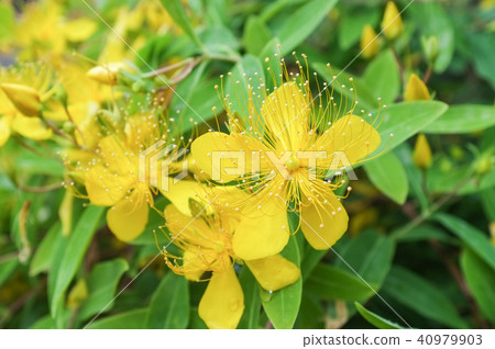 Flower of bean canon Flower of bean canon 40979903