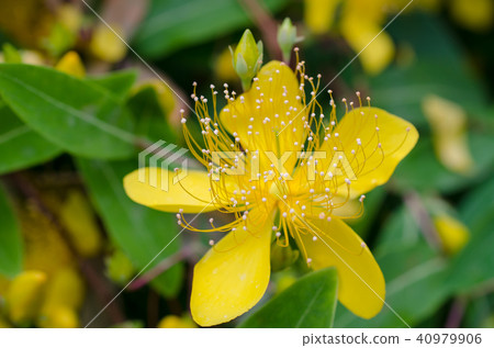 豆教規花 40979906