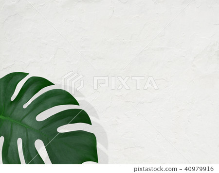 背景 - 植物 - 白牆 背景 - 植物 - 白牆 40979916