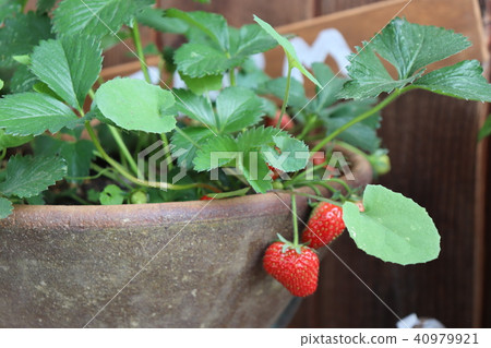 Strawberry  40979921