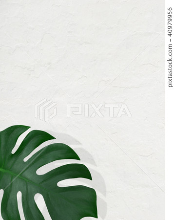 背景 - 植物 - 白牆 背景 - 植物 - 白牆 40979956