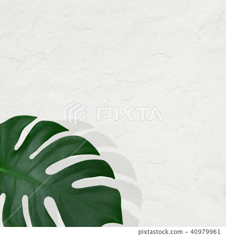 背景 - 植物 - 白牆 40979961