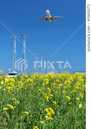 仙台機場北部北區強姦花田仙台機場油菜花田 40980071
