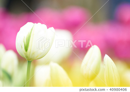 White tulip flower 40980406