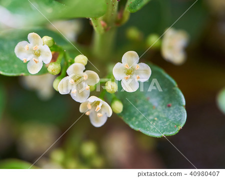 山茱wood樹花 40980407