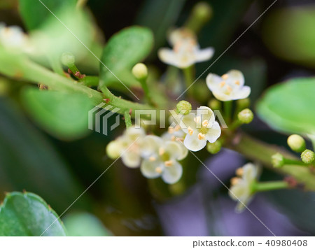 英格的花 40980408