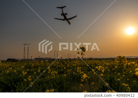 仙台機場黃昏強姦花田著陸班機油菜花&仙台機場 仙台機場黃昏強姦花田著陸班機油菜花&仙台機場 40980412
