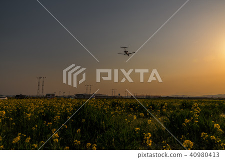 仙台機場黃昏強姦花田著陸班機油菜花&仙台機場 仙台機場黃昏強姦花田著陸班機油菜花&仙台機場 40980413