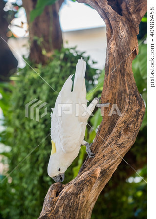 Parrot, lovely bird, animal and pet in the garden 40986458